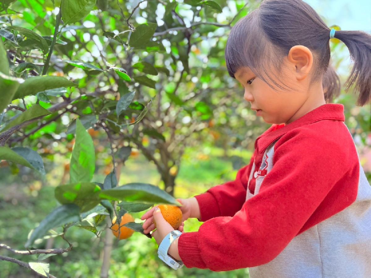 line_album_小班採柳丁_260122_7