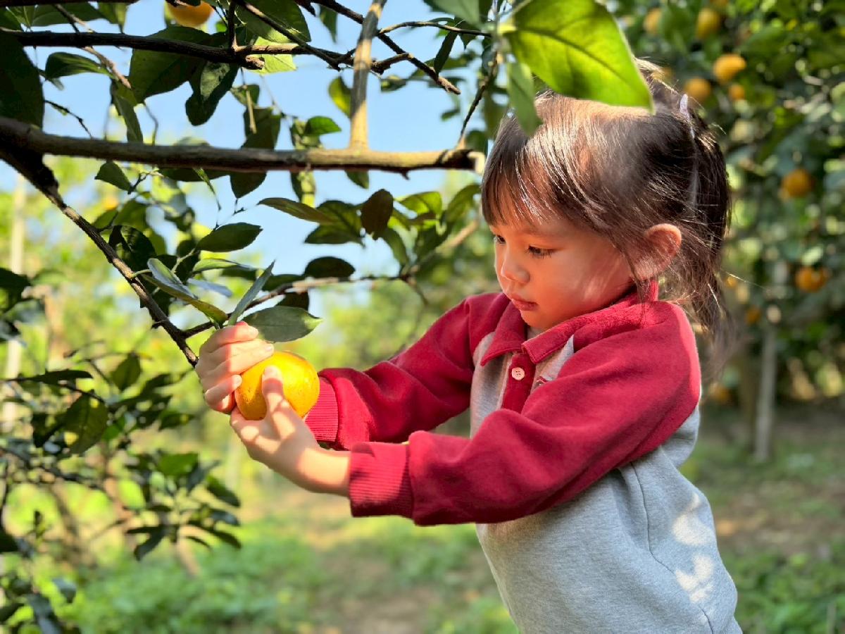 line_album_小班採柳丁_260122_8